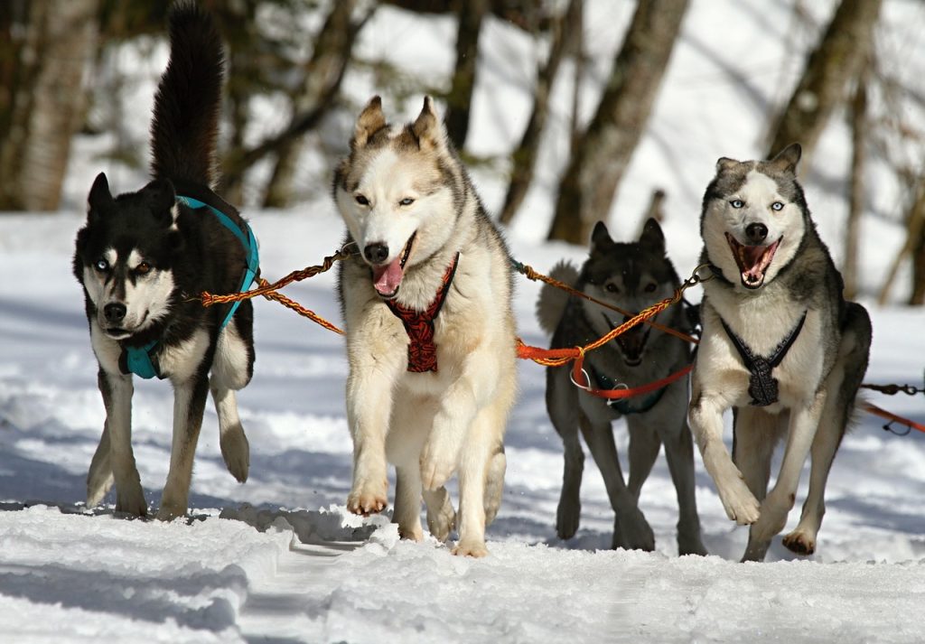 husky dogs on snow