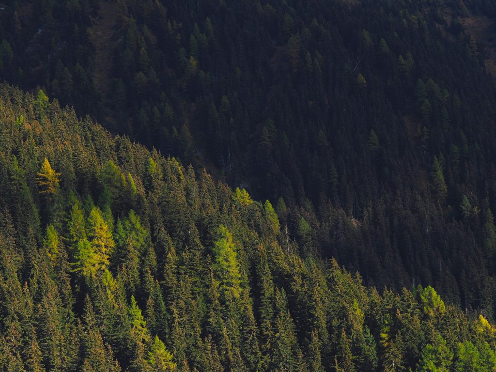 green woods on a mountain