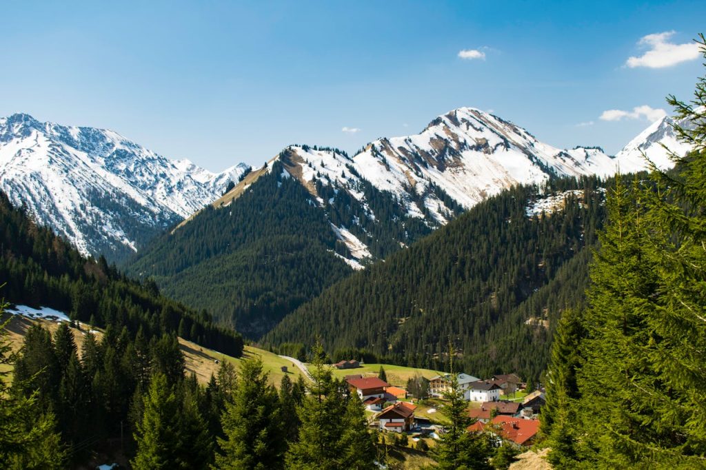 a forest in the mountains